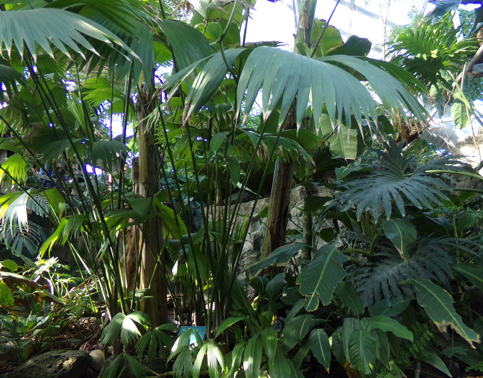 Randuwa II National Aquarium Upland Tropical Rain Forest