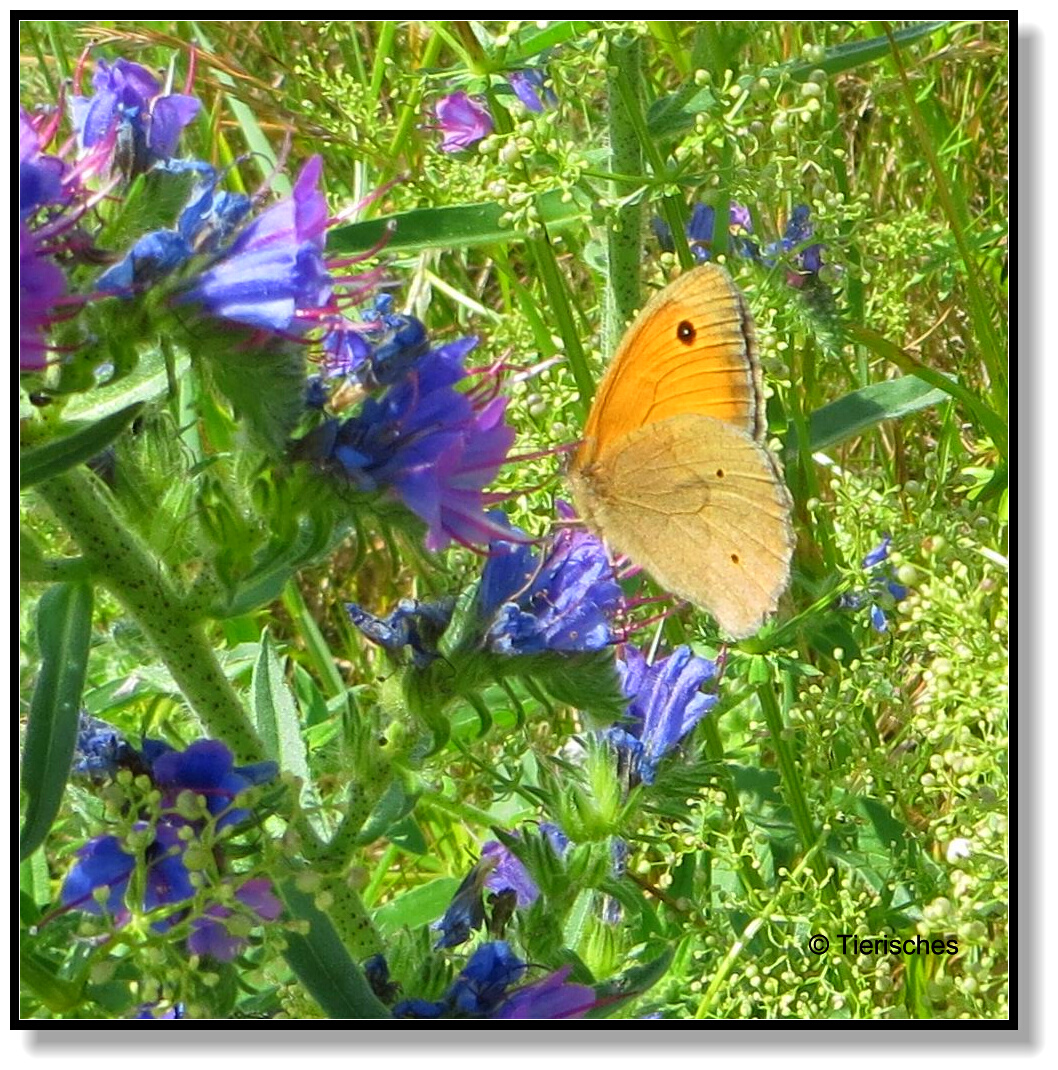 Tierisches Heute bin ich müde