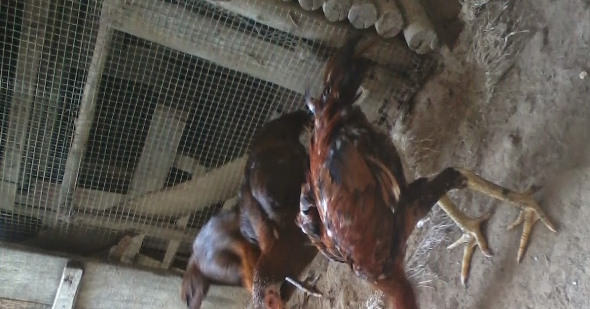 TATA CARA MERAWAT ANAK AYAM BANGKOK CEPAT BESAR | TAJI BANGKOK PEKANBARU