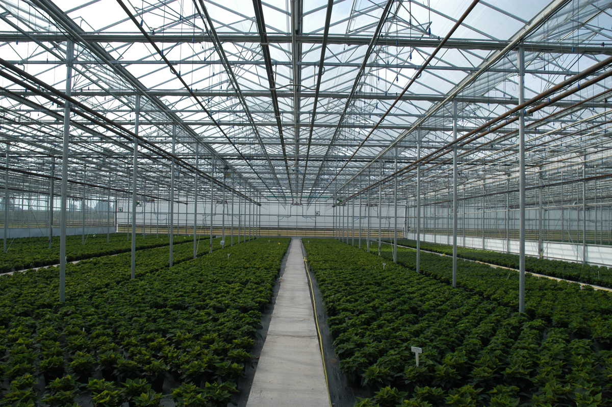 The Traders Digest 200,000 square feet of automated glass greenhouses
