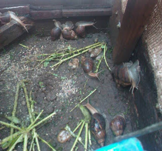 snail farm snail farm