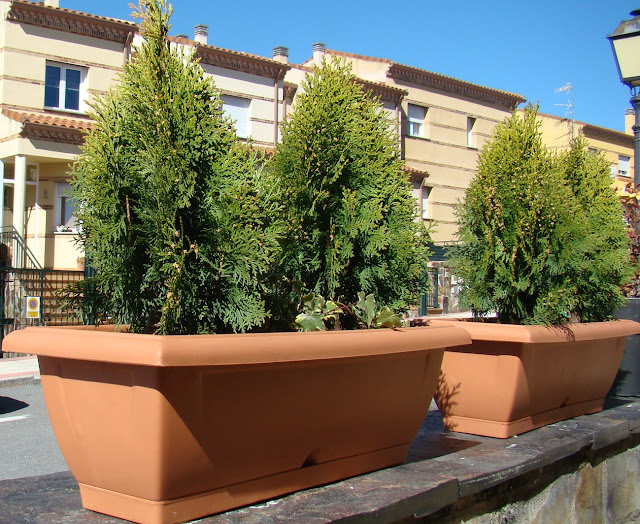 Tuya oriental enana (Thuya orientalis "Aurea Nana") y hiedra (Hedera helix L.).