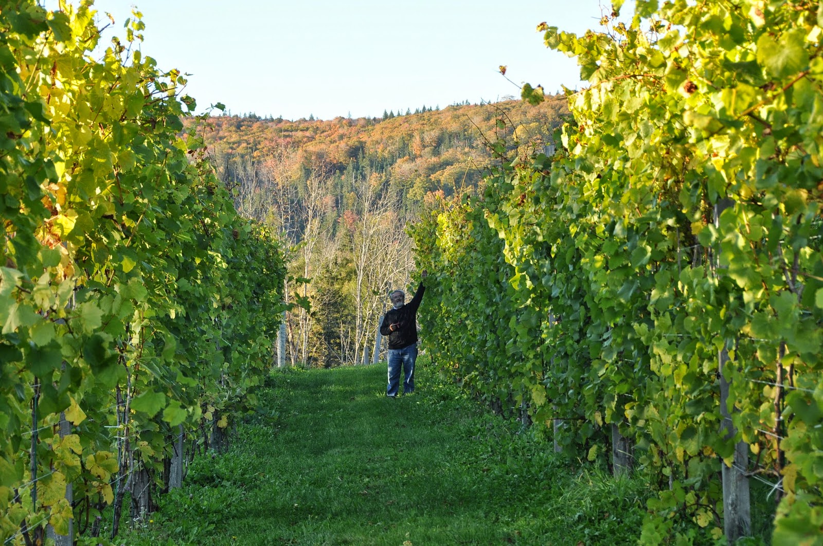 Granville Gardens Vineyard