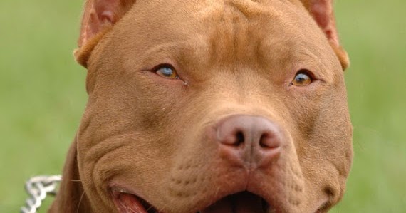 Ad Orientem: What pit bull activism says about our culture