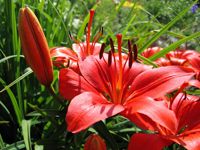 Flores rojas en el jardín