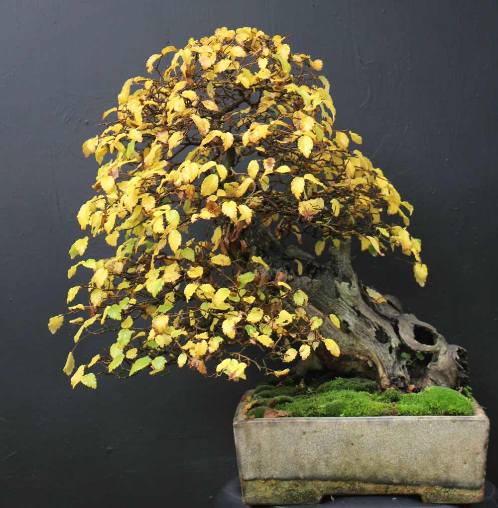 wildwoodbonsai Development of an English Elm.