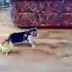 Funny Little Cat Scared To The Death You Should Definitely Watch This