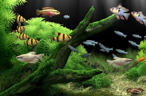 Pești mai curați și utilitatea lor în acvariu