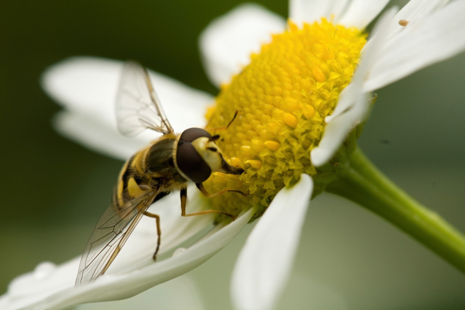 Avon Pest Control Blog Howto safely remove bees and wasps from your home?