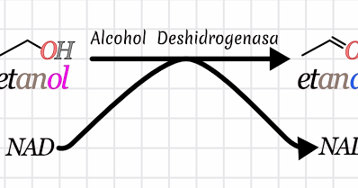 efectos del alcohol etilico en el cuerpo humano