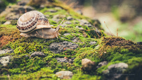 lumaca, snail, pioggia, rain, Natura Ischia, foto Ischia, Macro Ischia, 