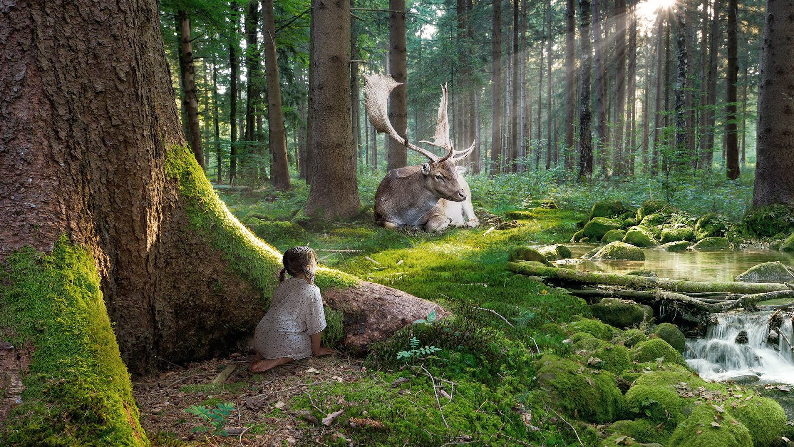 Gambar Mewarnai Pemandangan Hutan Mewarnai Gambar