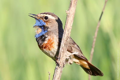 Самец варакушки (Luscinia svecica) Bluethroat