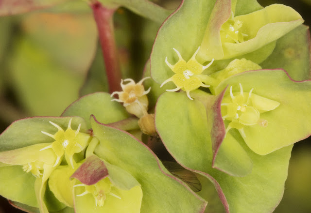 Flowers of Petty Spurge, Euphorbia peplus. Flowers of Petty Spurge, Euphorbia peplus.