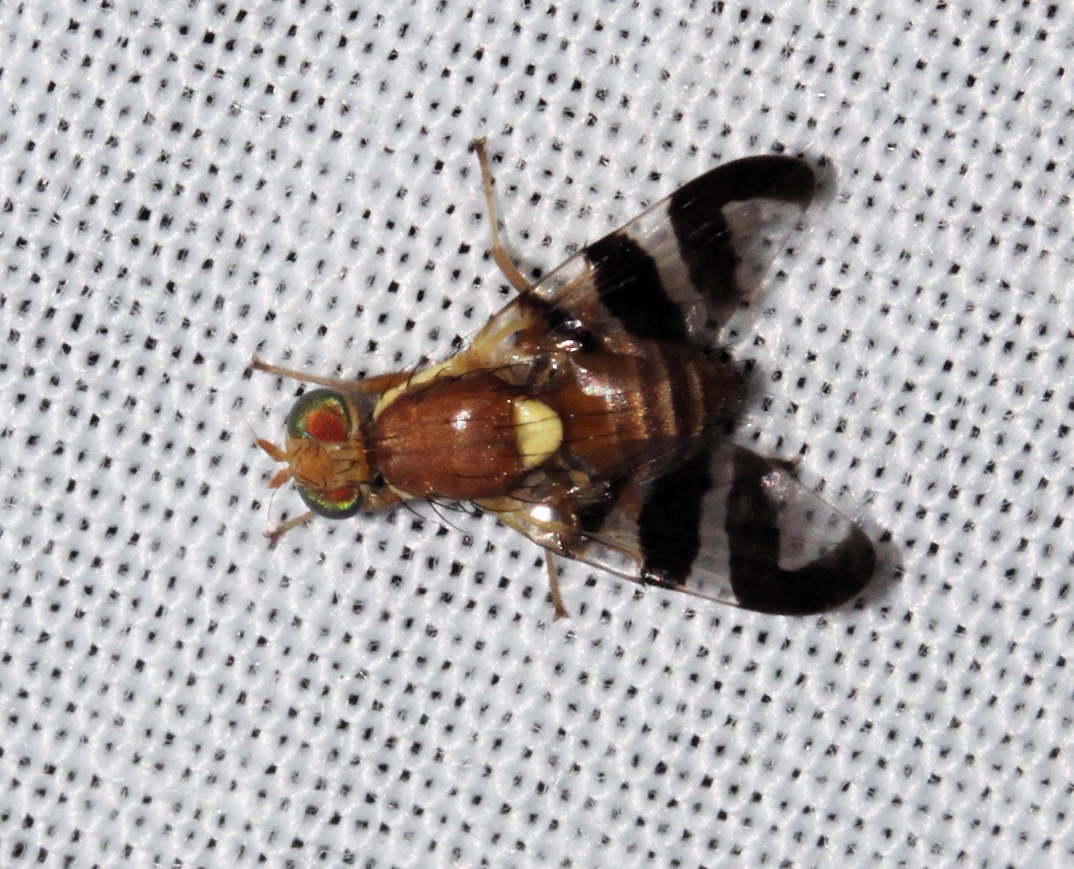 Sweating the Small Stuff 75 Common Arkansas Insects (continued)