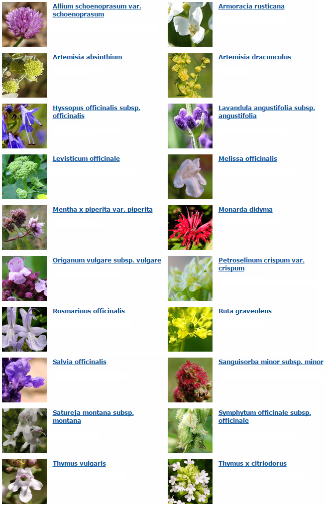 UW 24 Heil und Gewürzpflanze Vollständige Liste (Heil und Gewürzpflanze)