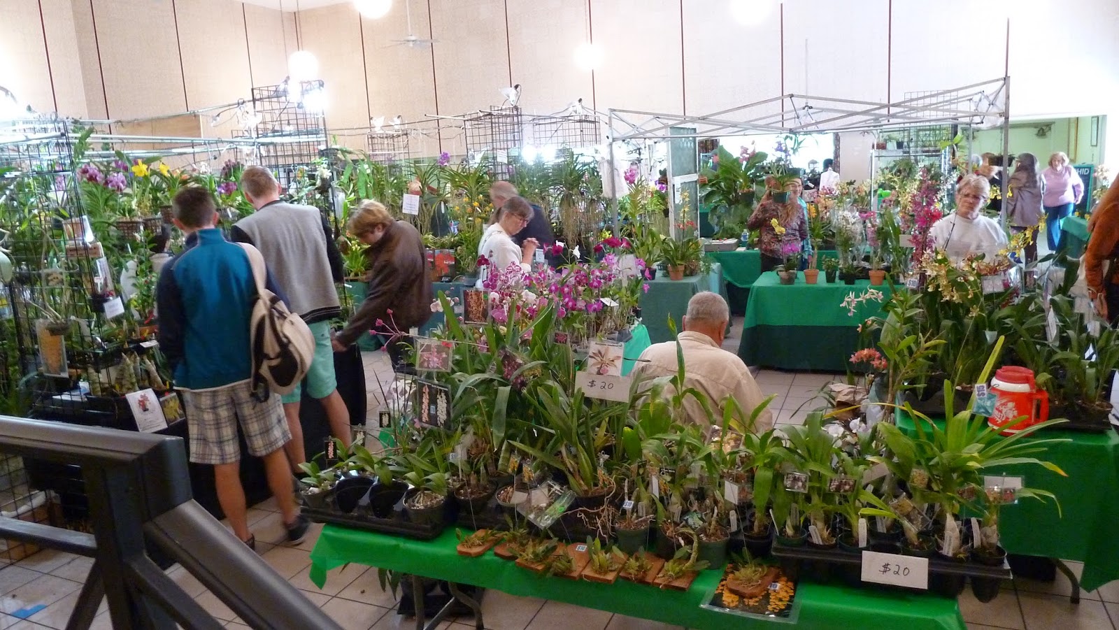 Hooray! Plants! Pictures From The Greater Orlando Orchid Society Show