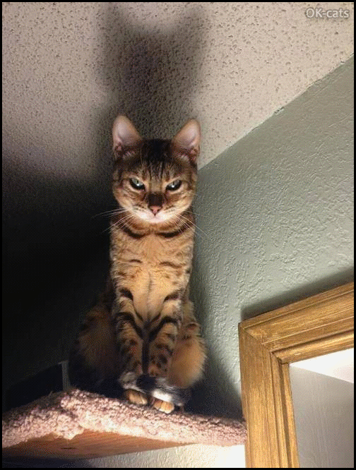 Art Cat GIF • When your psycho Cat perched on his cat tree watches your every moves and judges you§ Art Cat GIF • When your psycho Cat perched on his cat tree watches your every moves and judges you§