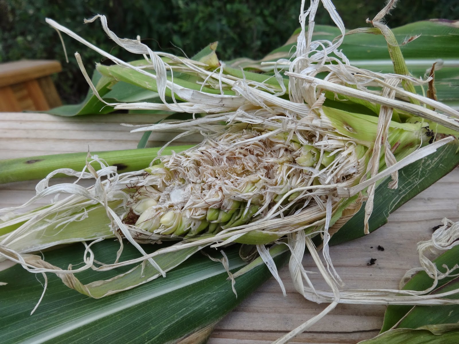 The Perennial Agriculturalist pod corn = zea