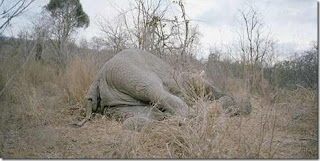 Gajah Mati