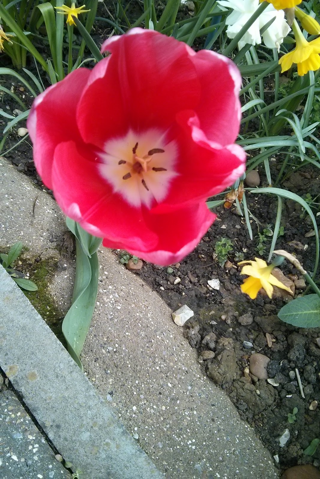 Charlotte the Tulip
