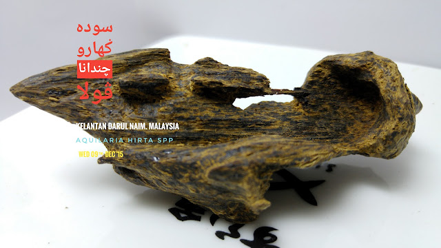 Sinking grade agarwood from Malaysia