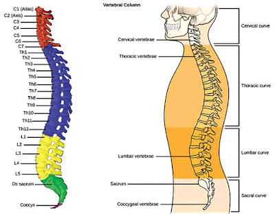 June 2015 ~ BACK PAIN SOLUTION