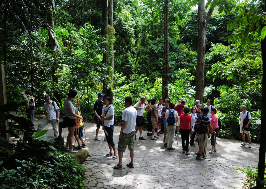 Bukit Timah Nature Reserve - Explore the astonishing biodiversity