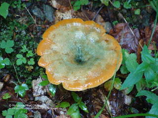 Lactarius deliciosus DSC145335