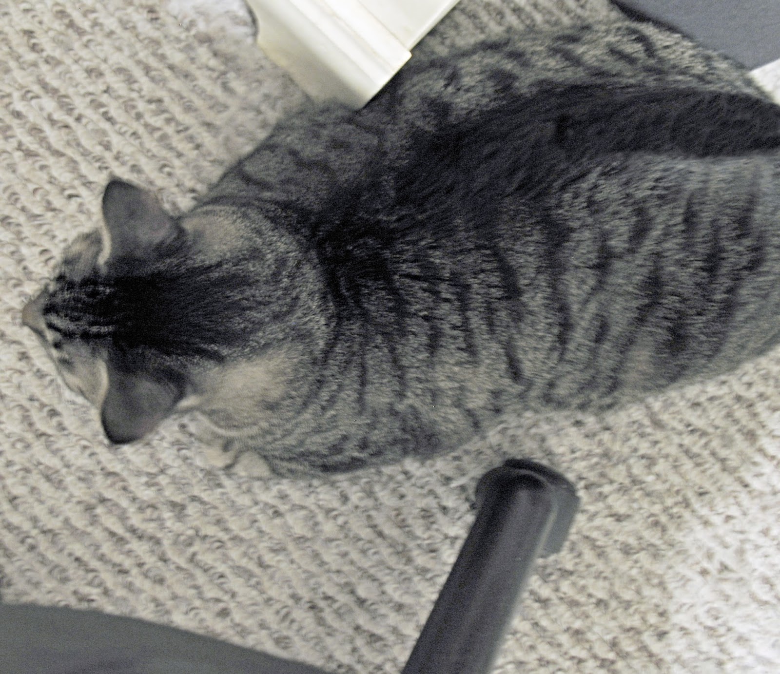Cat Calling The Kettle Black Much Cat Calling The Kettle Black Much