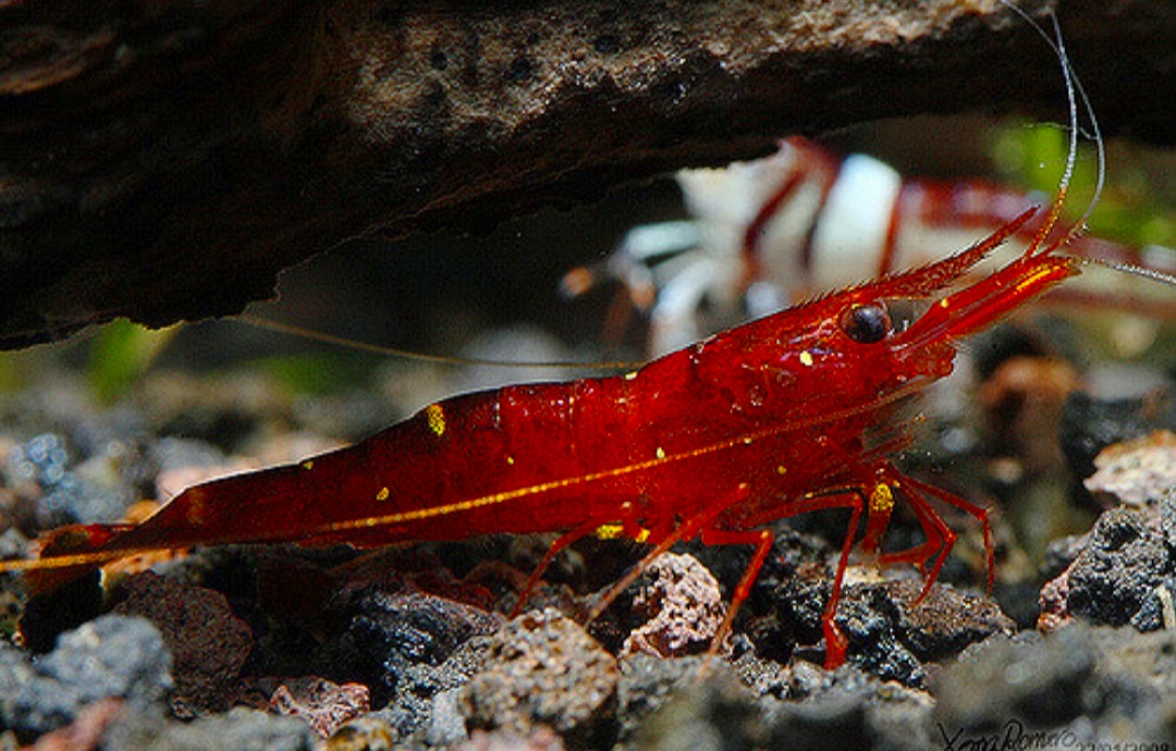 Berita ttg Harga Udang Hias Red Cherry Terpercaya