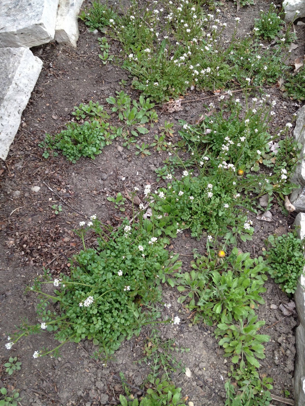 The DIY Guinea Pig Simply Smoking Weed Killer