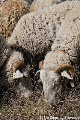 Herd of sheep in the french garrigue