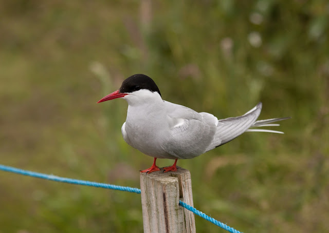 Arctic Tern - Farne Islands, Northumberland