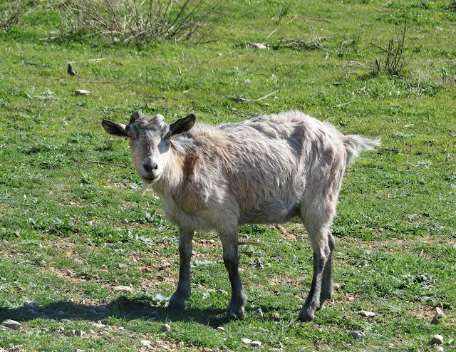 Goat - Boquer Valley Goat - Boquer Valley