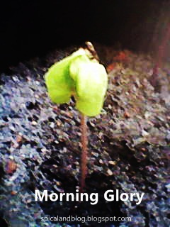 Biji Morning Glory sudah mengeluarkan daun