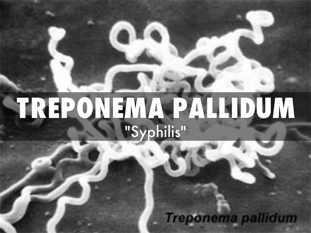 Treponema pallidum отрицательный. Трепонема паллидум грамотрицательная.