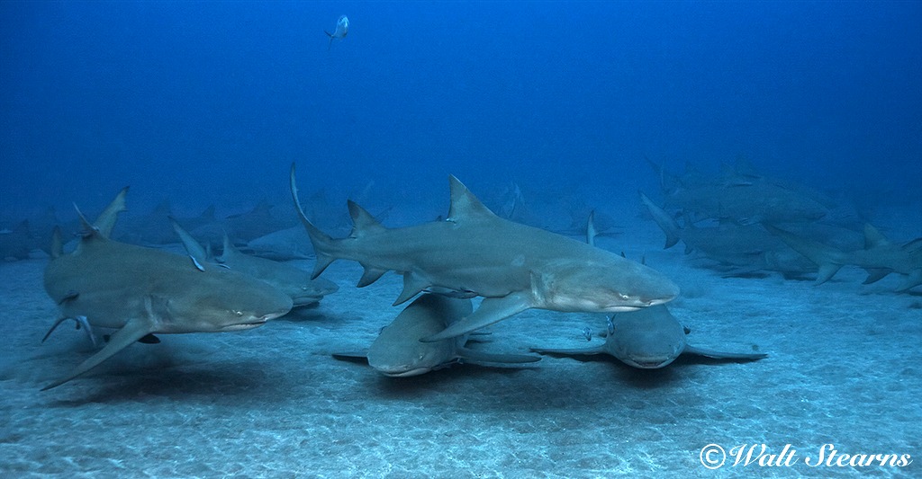 The Best Shark Dive in the World! Lemon Sharks This has happened in