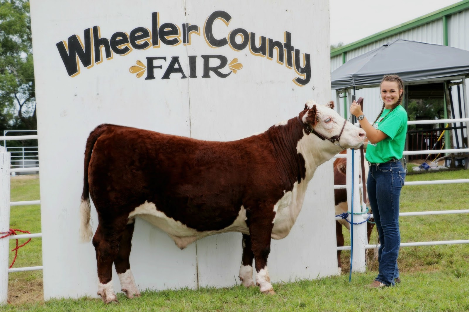Lay Farms Show Calves