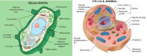 partes de la célula (animal y vegetal)