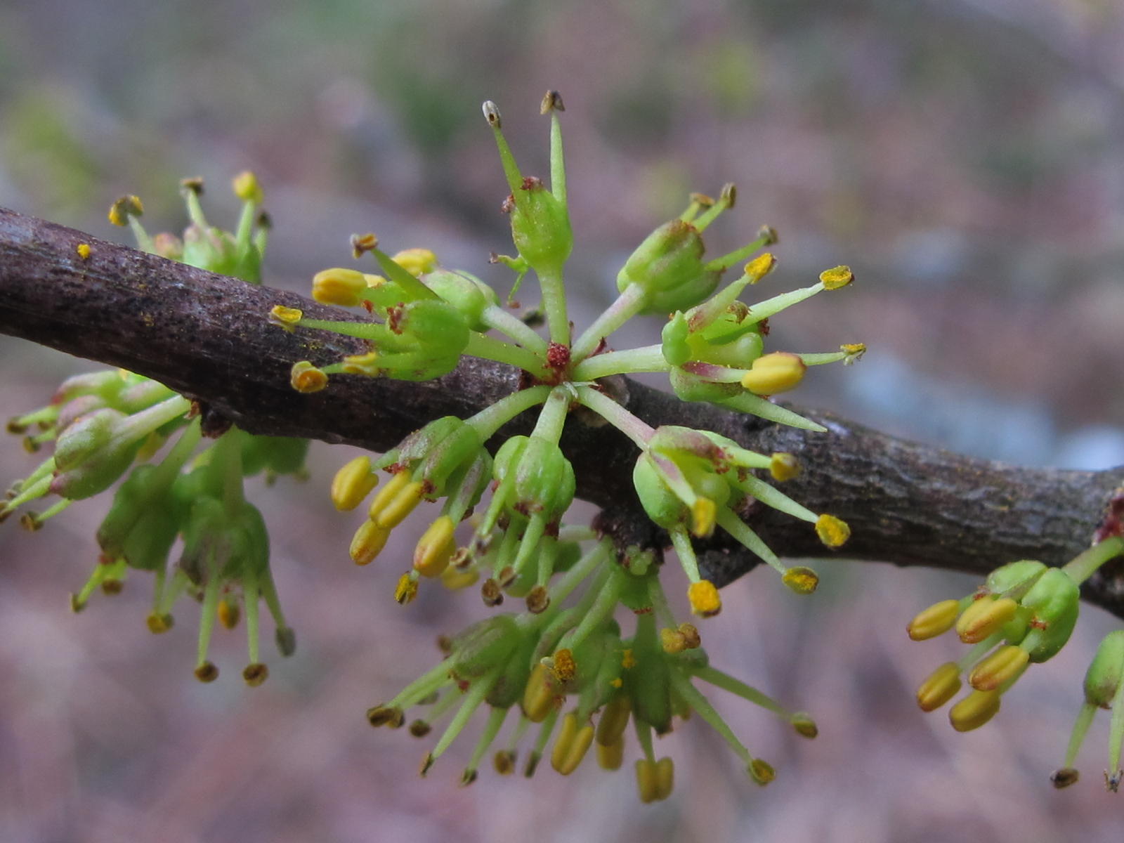 Blue Jay Barrens More Blooming Shrubs