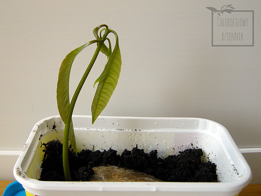 Jak wyhodować mango z nasiona?