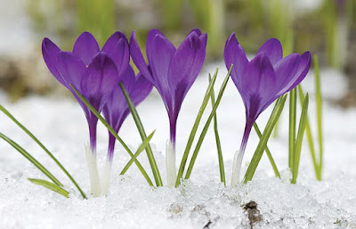 Flowers peeking out of the snow