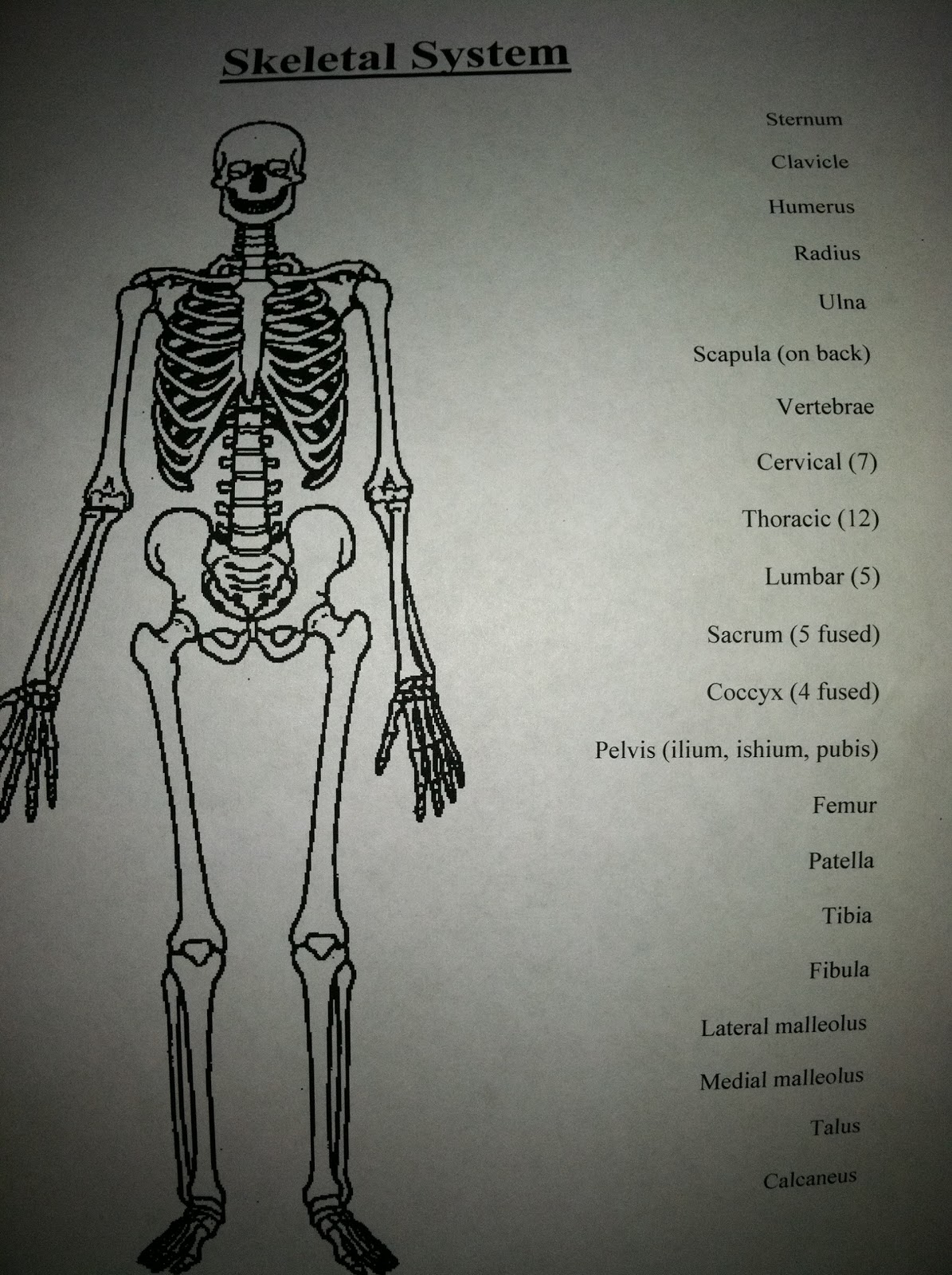 Grab Your Sneaks! Day 5 Body Types, Bones and Muscles