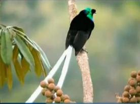 Foto burung cenderawasih Astrapia Ribbon Tailed