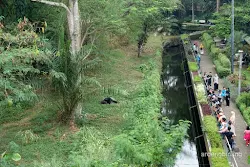 gorilla kebun binatang ragunan jakarta