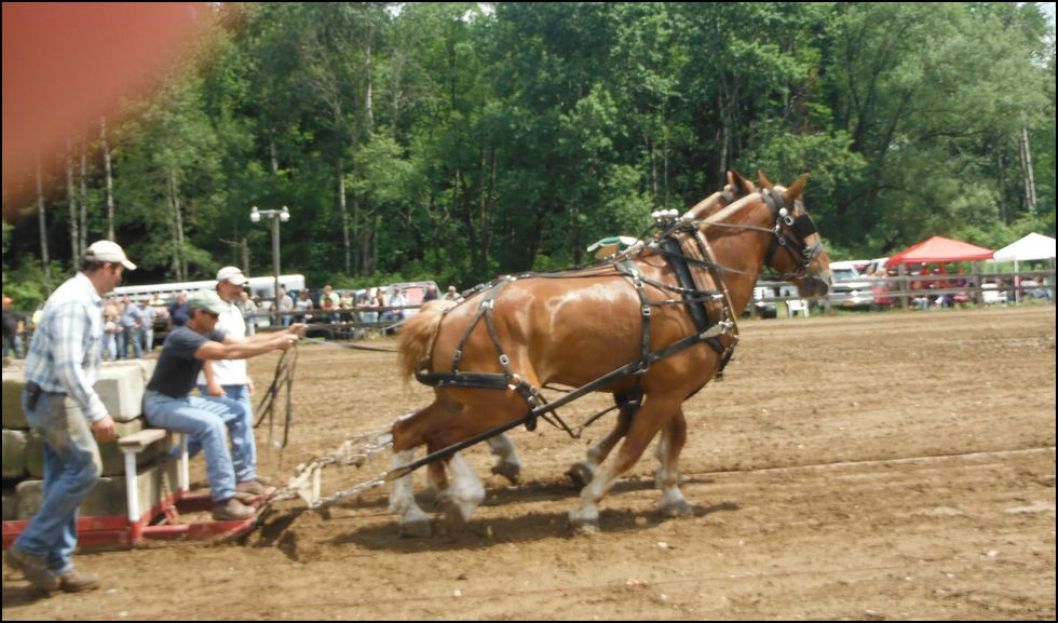 Solomon's words for the wise: Horse Pull Sunday At Potter County Fair