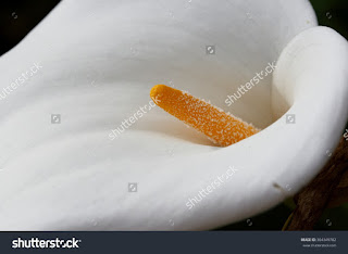 Flower calla, Zantedeschia aethiopica, commonly known as calla, calla lily, ring Ethiopia, water lily, cartridge, duck flower or flower vase, originally from South Africa, ornamental plant, Flower calla, Zantedeschia aethiopica, commonly known as calla, calla lily, ring Ethiopia, water lily, cartridge, duck flower or flower vase, originally from South Africa, ornamental plant,