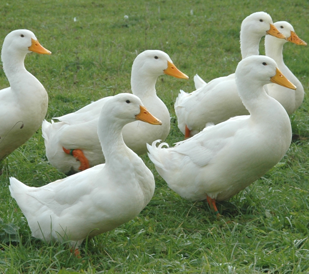 Pekin Ducks - Farming Photos