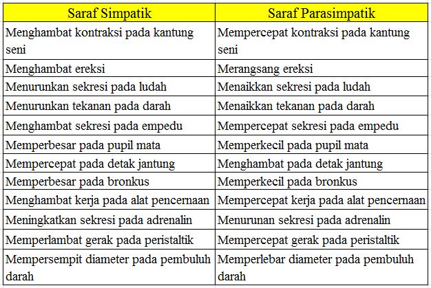 Pengertian Saraf Simpatik Dan Parasimpatik Beserta Perbedaan Cara Ampuh Memahami Matematika Dengan Mudah